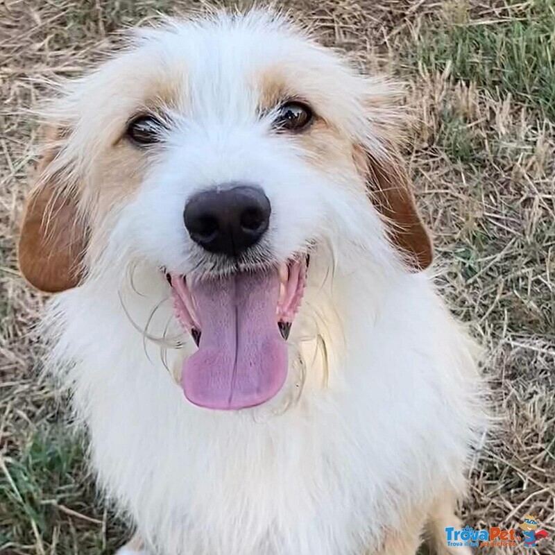 Leone Dolce Spinoncino Cerca casa - Adozione Canile di Latina - Foto n. 2