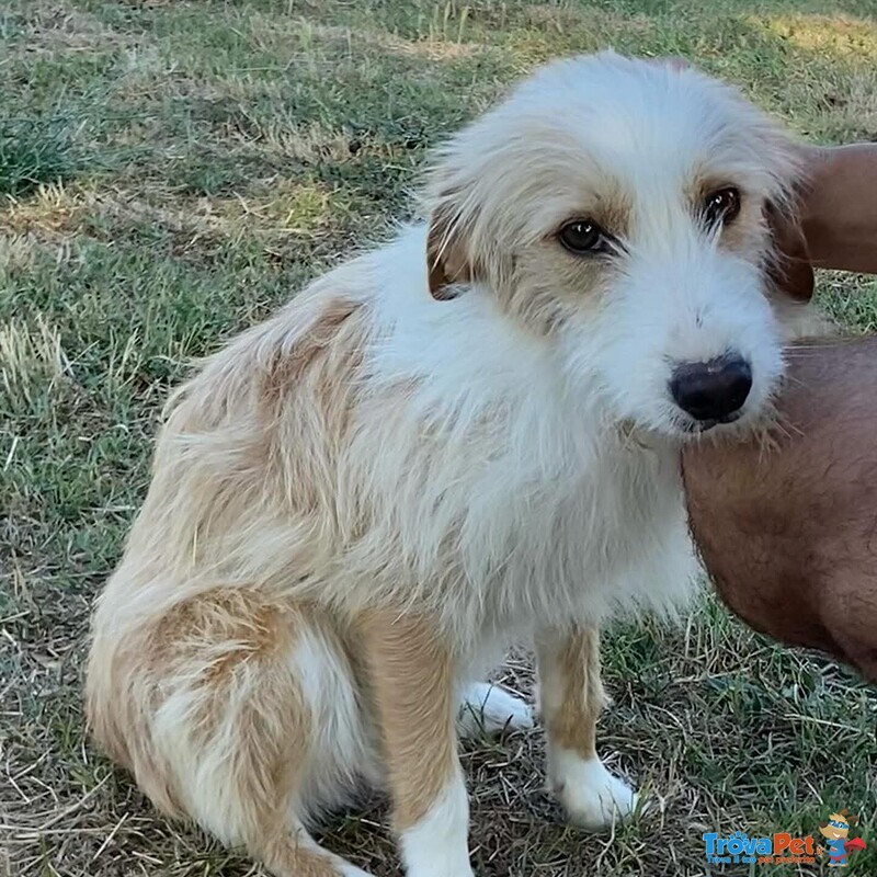 Leone Dolce Spinoncino Cerca casa - Adozione Canile di Latina - Foto n. 3