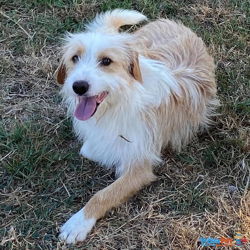 Leone Dolce Spinoncino Cerca casa - Adozione Canile di Latina - Foto n. 4