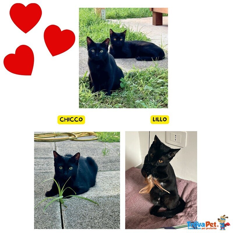 Lillo e Chicco Dolci Gattini in Adozione - Foto n. 1