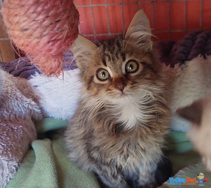 Jerry, Micino Dolcissimo Aspetta una Casa - Foto n. 1