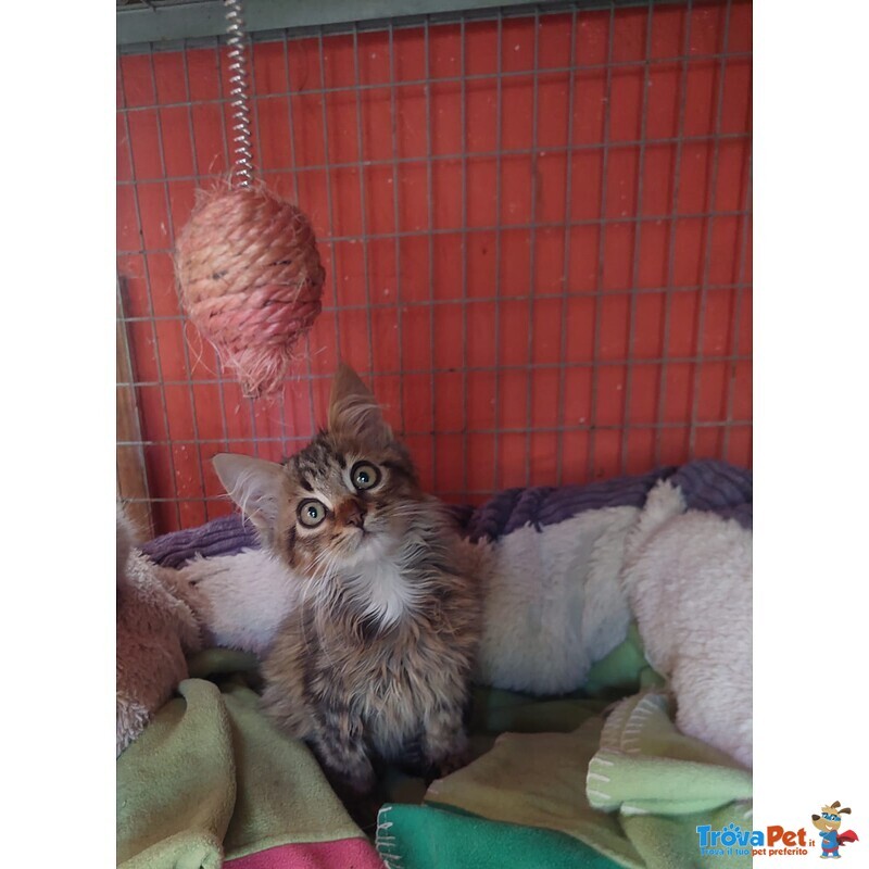 Jerry, Micino Dolcissimo Aspetta una Casa - Foto n. 2