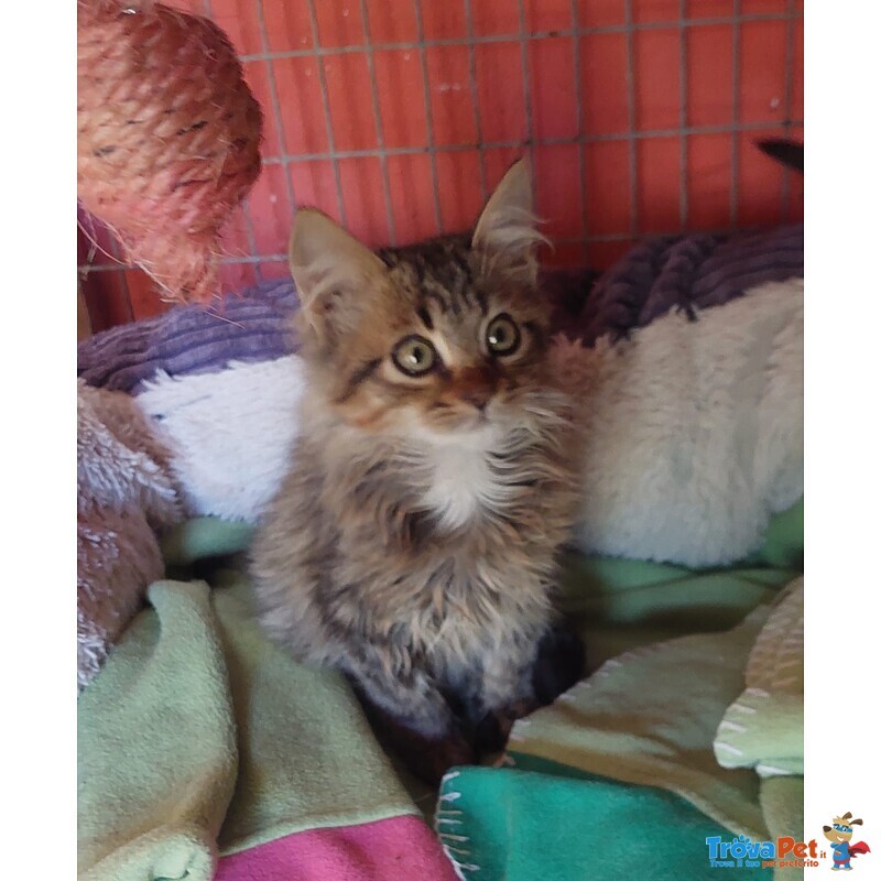 Jerry, Micino Dolcissimo Aspetta una Casa - Foto n. 3