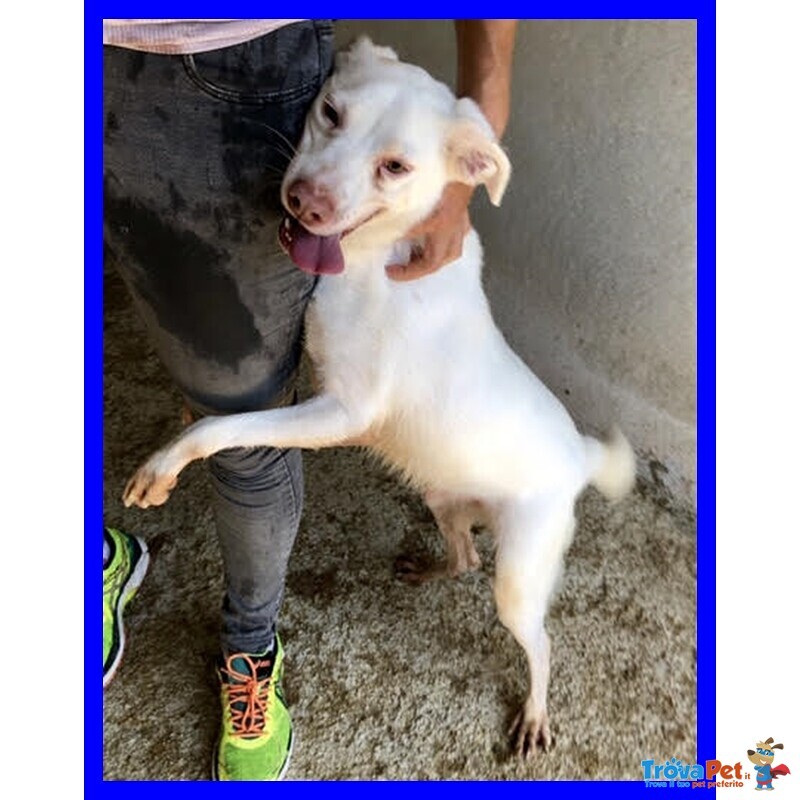 Wafer Dolcissimo Nonnino! - Foto n. 2