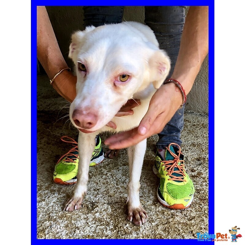 Wafer Dolcissimo Nonnino! - Foto n. 3