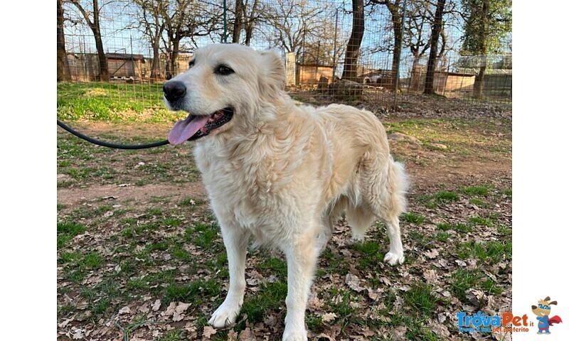 Vaniglia 5anni una Bella Timidina - Foto n. 2
