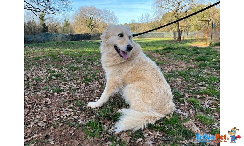 Vaniglia 5anni una Bella Timidina - Foto n. 5