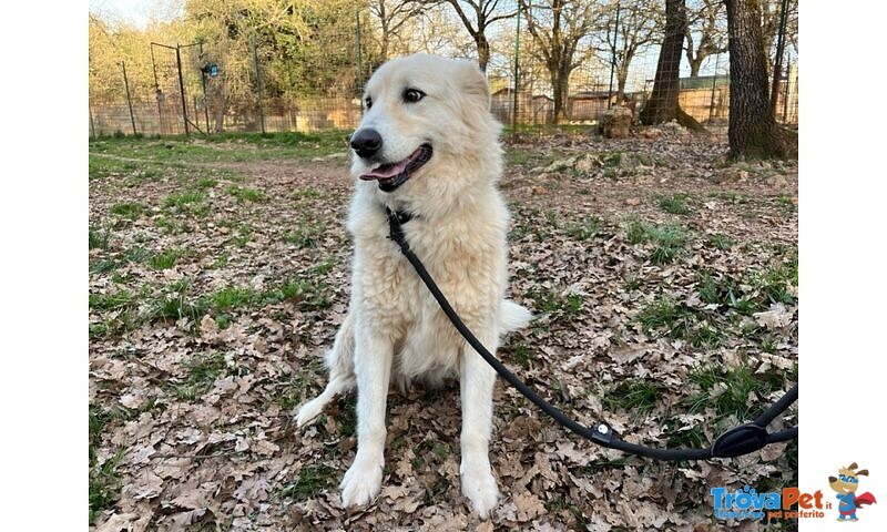 Crema 5 anni una Bella Timidina - Foto n. 1