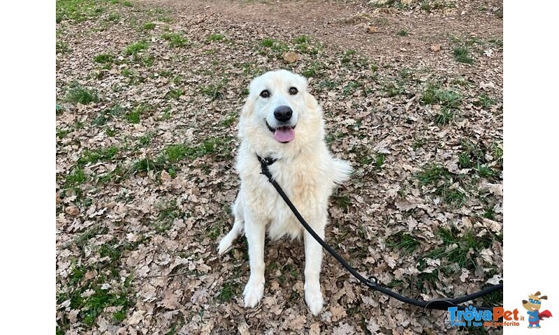 Crema 5 anni una Bella Timidina - Foto n. 2