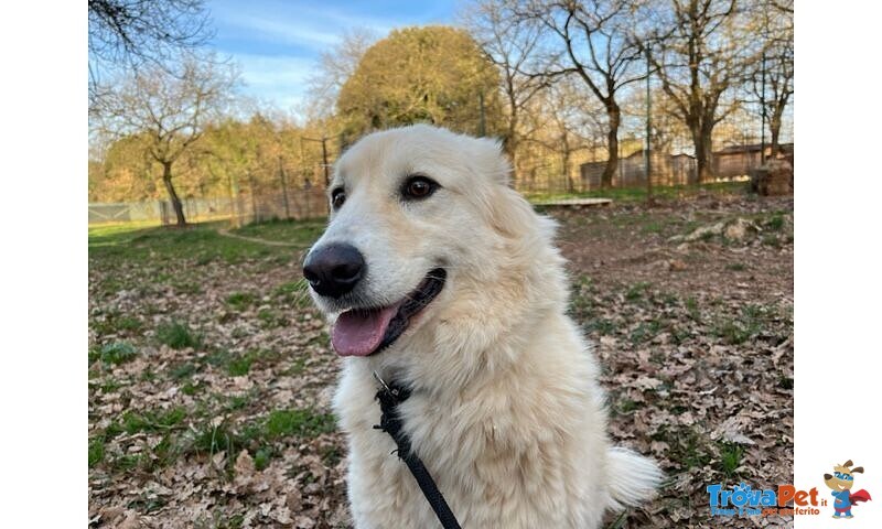 Crema 5 anni una Bella Timidina - Foto n. 3