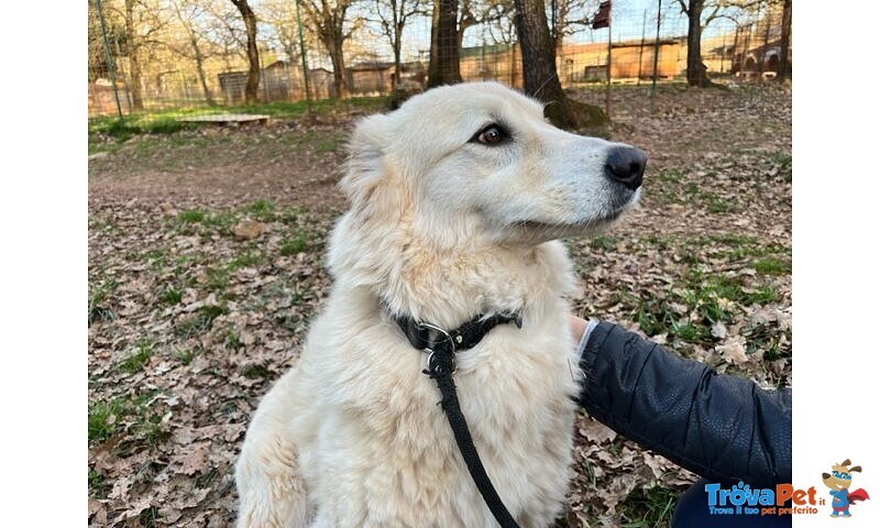 Crema 5 anni una Bella Timidina - Foto n. 4