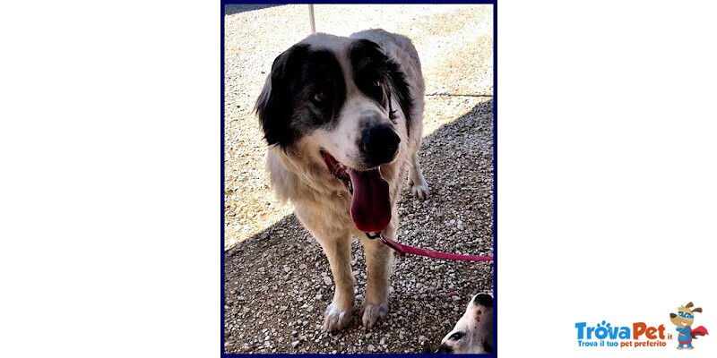 Ggg 5anni Dolcissimo Coccolone - Foto n. 3