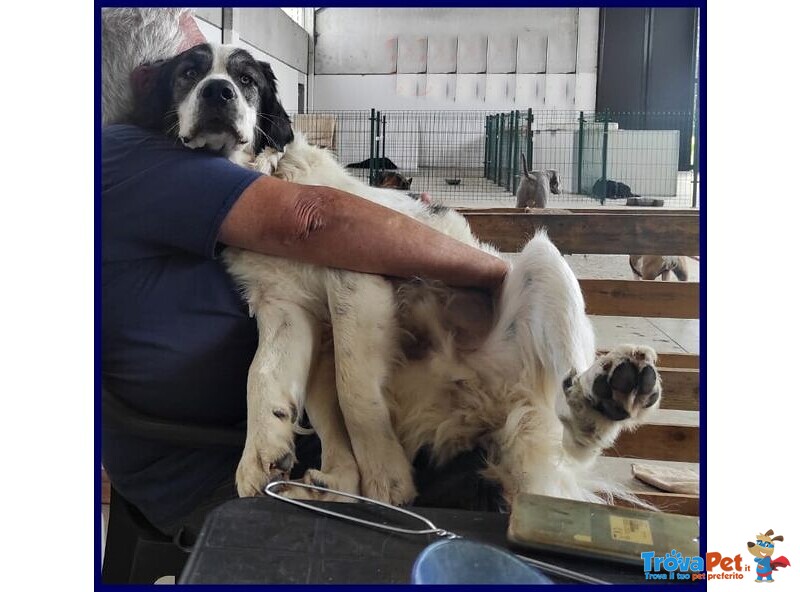 Ggg 5anni Dolcissimo Coccolone - Foto n. 4