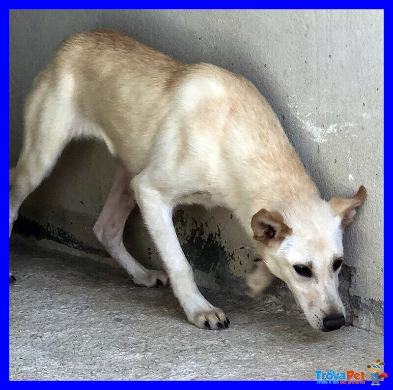 Janis 8anni Circa Bella Dolce Timidina - Foto n. 5