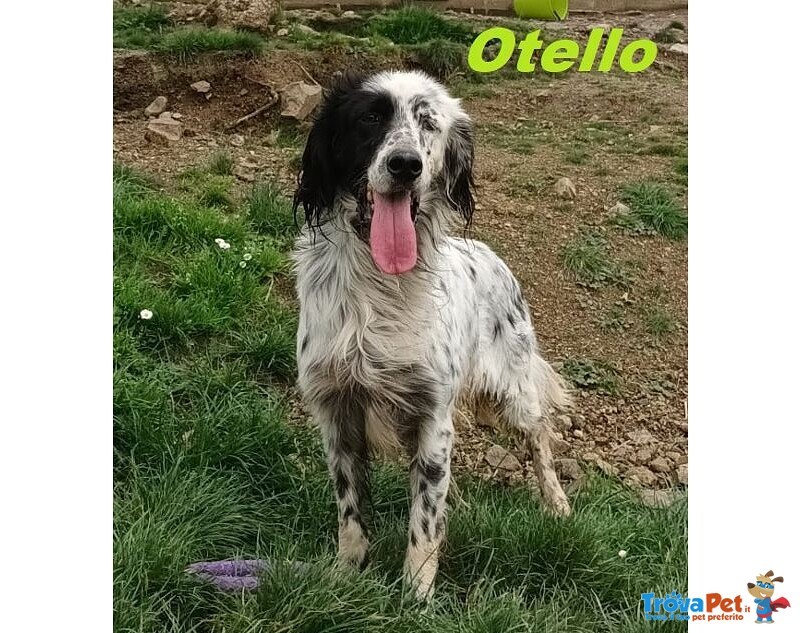 Otello 5anni Adora L'acqua e Giocare! Bravo - Foto n. 2