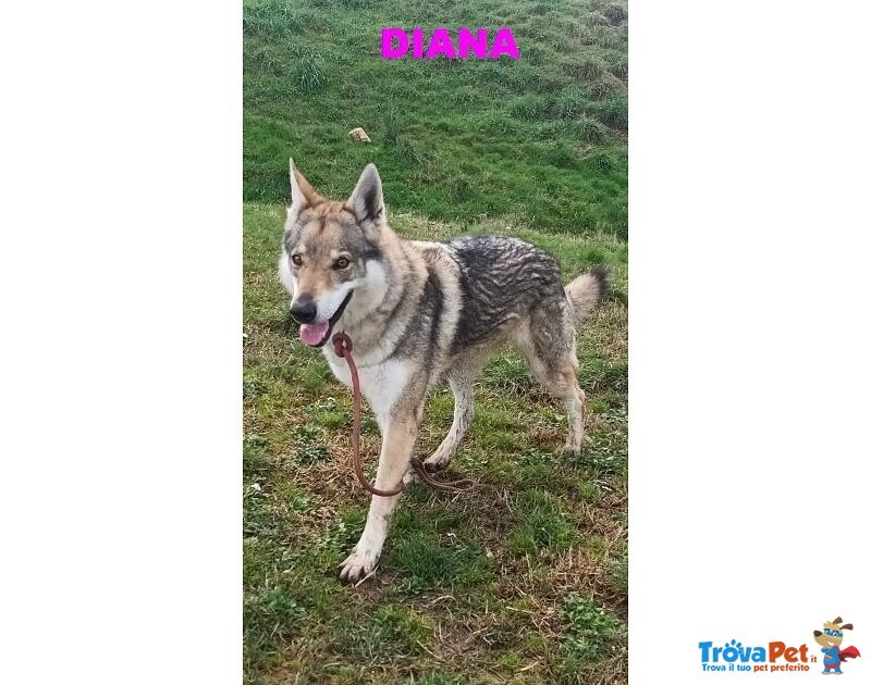 Diana solo per Esperti! - Foto n. 1