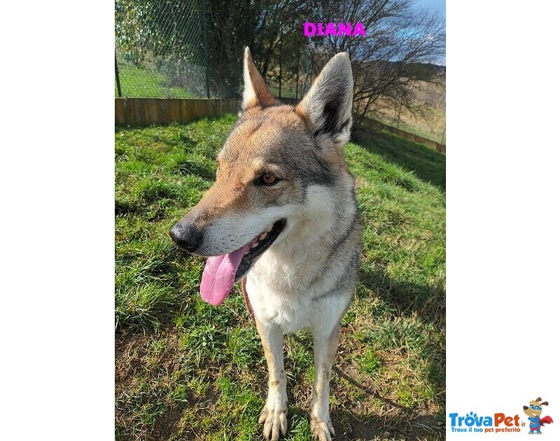 Diana solo per Esperti! - Foto n. 2