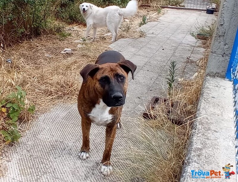 Morgana Dolce e Triste - tg Grande - Foto n. 1