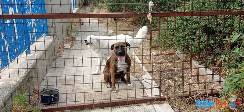 Morgana Dolce e Triste - tg Grande - Foto n. 3