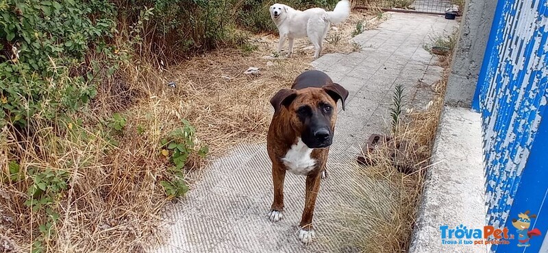 Morgana Dolce e Triste - tg Grande - Foto n. 4