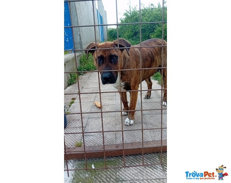 Morgana Dolce e Triste - tg Grande - Foto n. 5