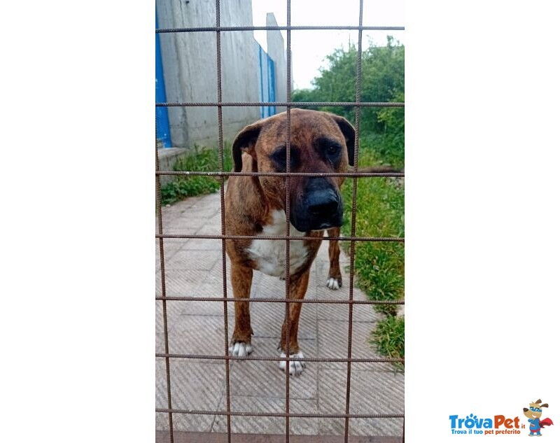 Morgana Dolce e Triste - tg Grande - Foto n. 6