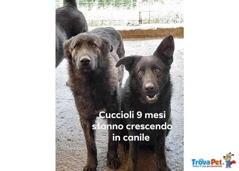 Zara e igor Giovani e Bravi - ora Hanno 2 anni Circa - Foto n. 1