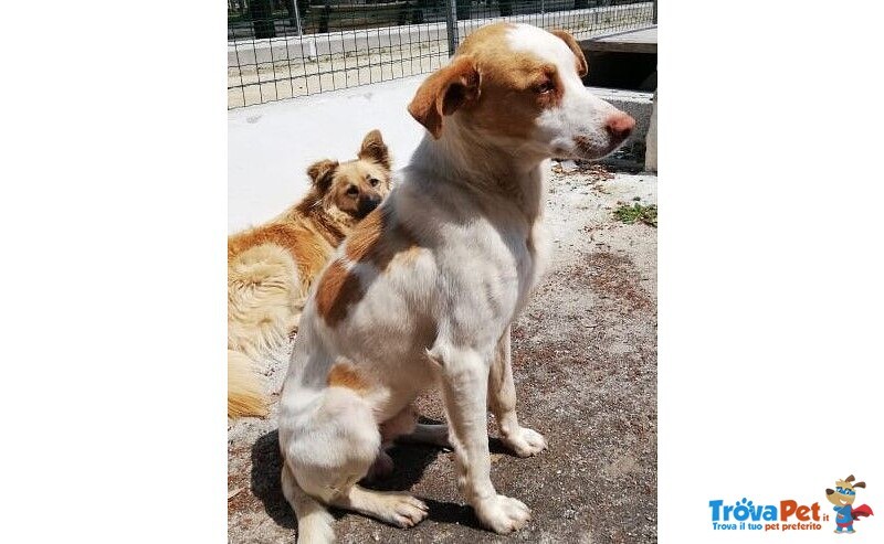 Artu' Giovane Dolce Cercacoccole - Foto n. 1