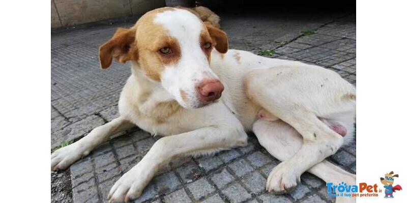 Artu' Giovane Dolce Cercacoccole - Foto n. 2