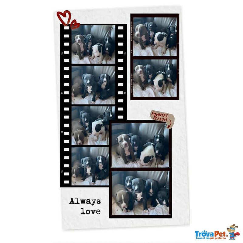 Cucciolata Amstaff in Puglia in Provincia di bari con Pedigree - Foto n. 1