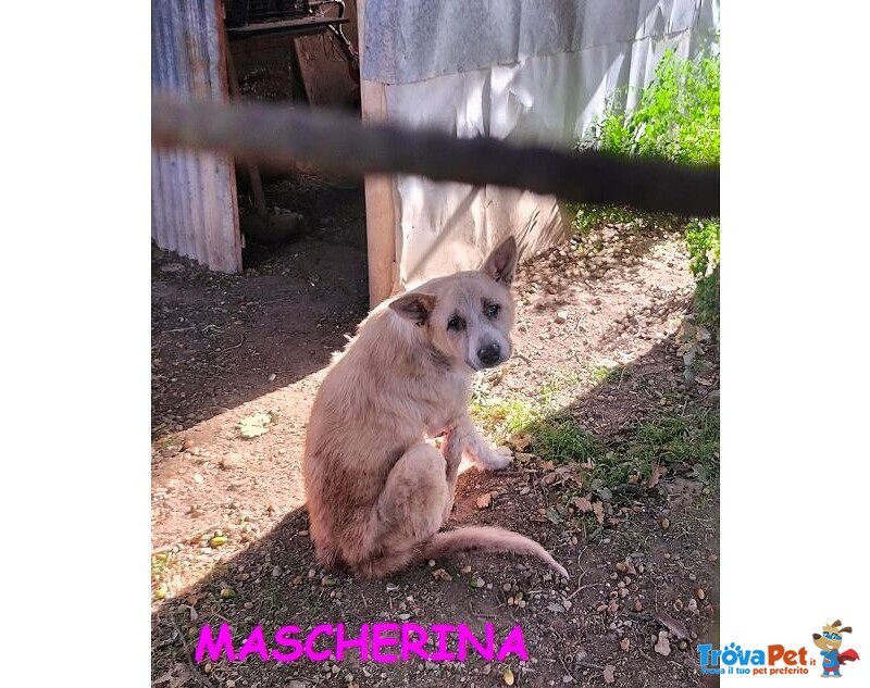 Mascherina 4-5anni Merita un po' di Fortuna - Foto n. 1