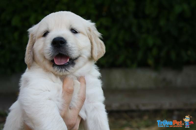 Cuccioli di Golden Retriever, Ottimi Soggetti - Foto n. 1