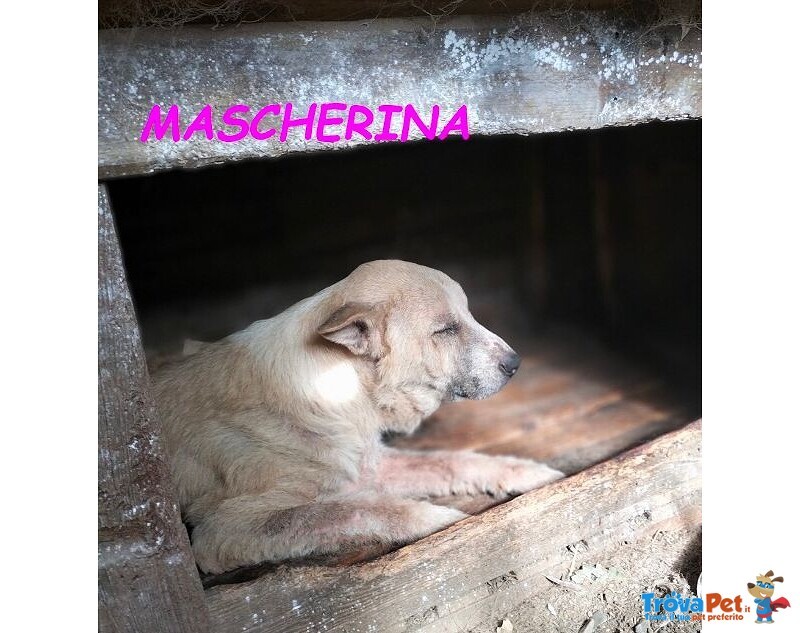 Mascherina 4-5anni Merita un po' di Fortuna - Foto n. 2