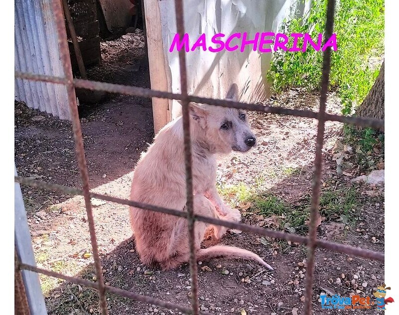 Mascherina 4-5anni Merita un po' di Fortuna - Foto n. 3