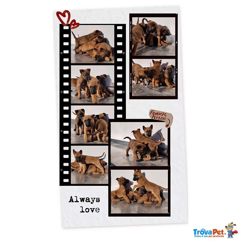 Allevamento Cuccioli Pastore Belga Malinois Calabria Cosenza Catanzaro Crotone Avellino Benevento - Foto n. 1
