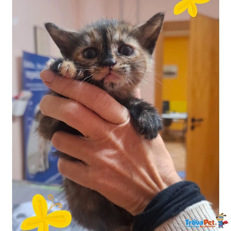 Lilly Dolce Micina Cerca Casa - Foto n. 2