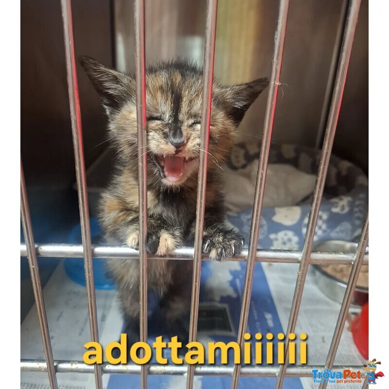 Lilly Dolce Micina Cerca Casa - Foto n. 3