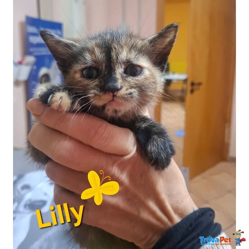 Lilly Dolce Micina Cerca Casa - Foto n. 4