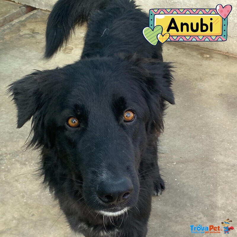 Anubi Incrocio Pastore Belga Cerca casa - Adozione Canile di Latina - Foto n. 1