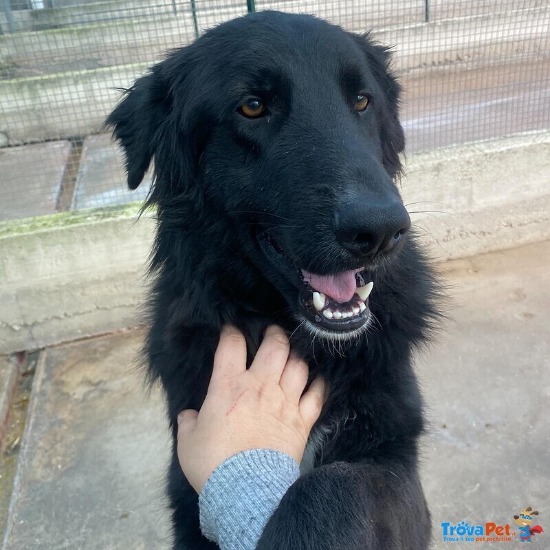 Anubi Incrocio Pastore Belga Cerca casa - Adozione Canile di Latina - Foto n. 3