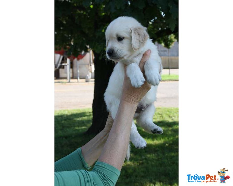 Cuccioli di Golden Retriever, Ottimi Soggetti - Foto n. 2