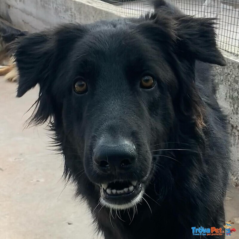 Anubi Incrocio Pastore Belga Cerca casa - Adozione Canile di Latina - Foto n. 4