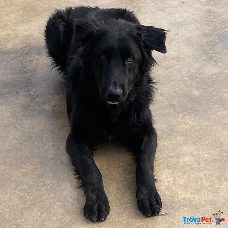 Anubi Incrocio Pastore Belga Cerca casa - Adozione Canile di Latina - Foto n. 5