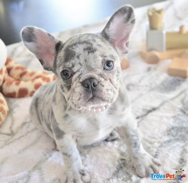 Bouledogue Francese Cuccioli Merle pag Agevolato - Foto n. 1