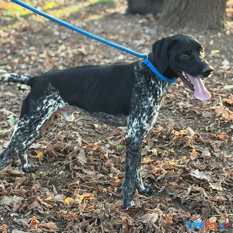 Mowgli Bellissimo Cagnolino mix Bracco Pointer Cerca casa - in Adozione - Foto n. 3
