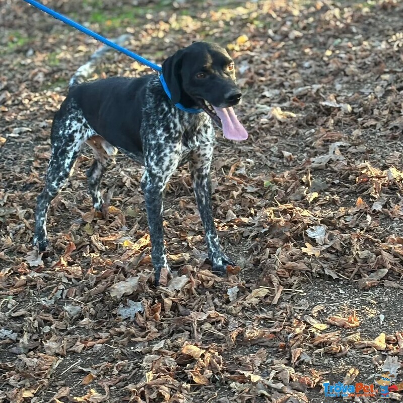 Mowgli Bellissimo Cagnolino mix Bracco Pointer Cerca casa - in Adozione - Foto n. 4