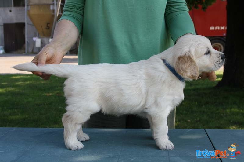 Cuccioli di Golden Retriever, Ottimi Soggetti - Foto n. 3