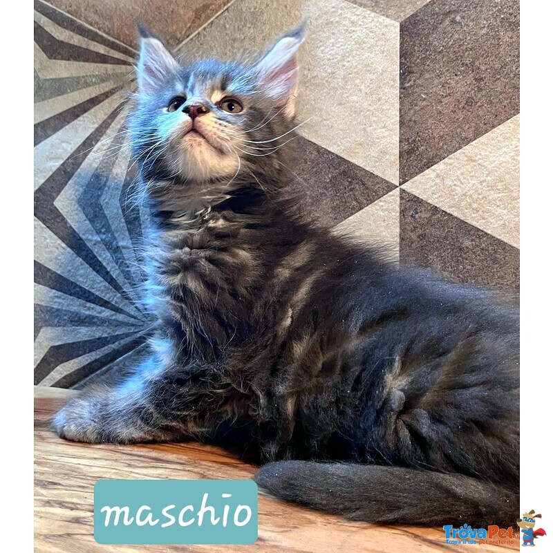 Meravigliosi Cuccioli di Maine Coon - Foto n. 2