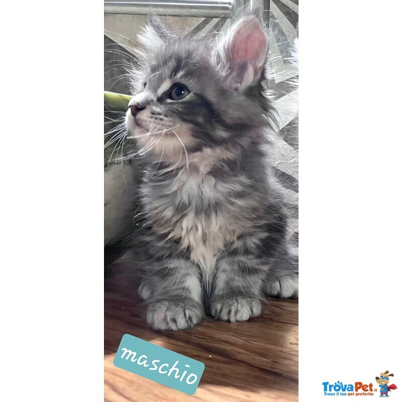 Meravigliosi Cuccioli di Maine Coon - Foto n. 3