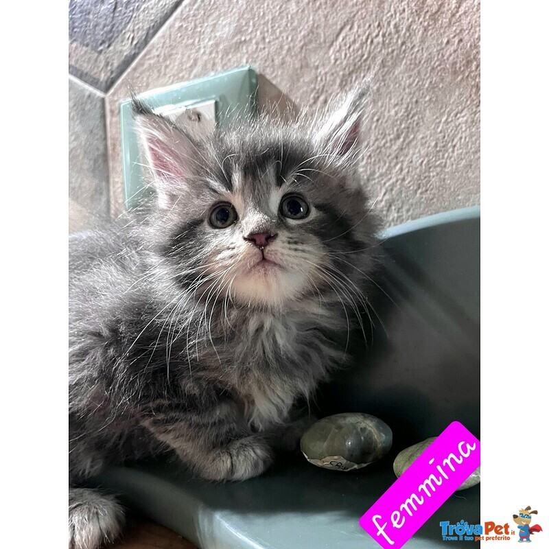 Meravigliosi Cuccioli di Maine Coon - Foto n. 4